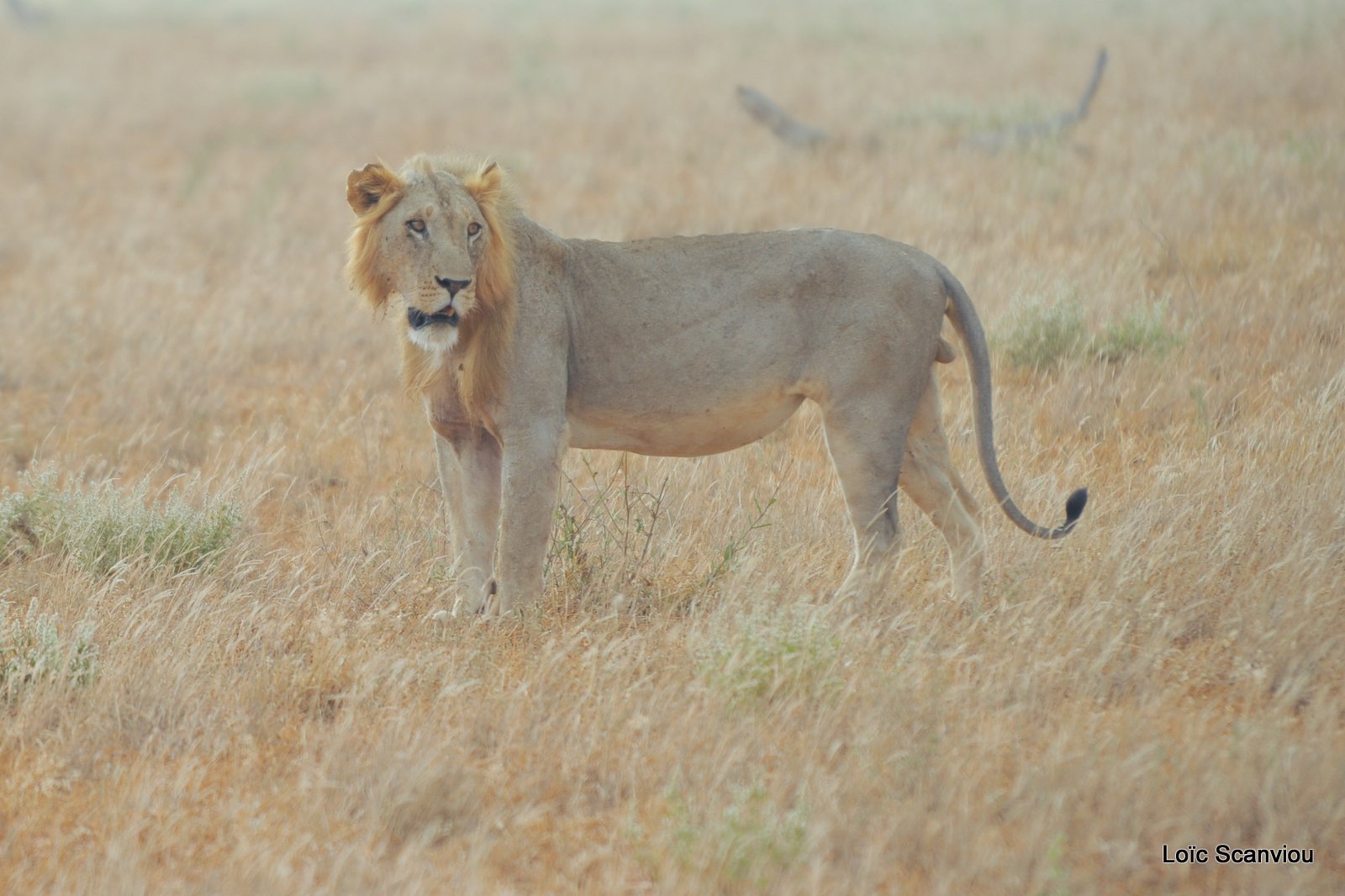 Lion (13)