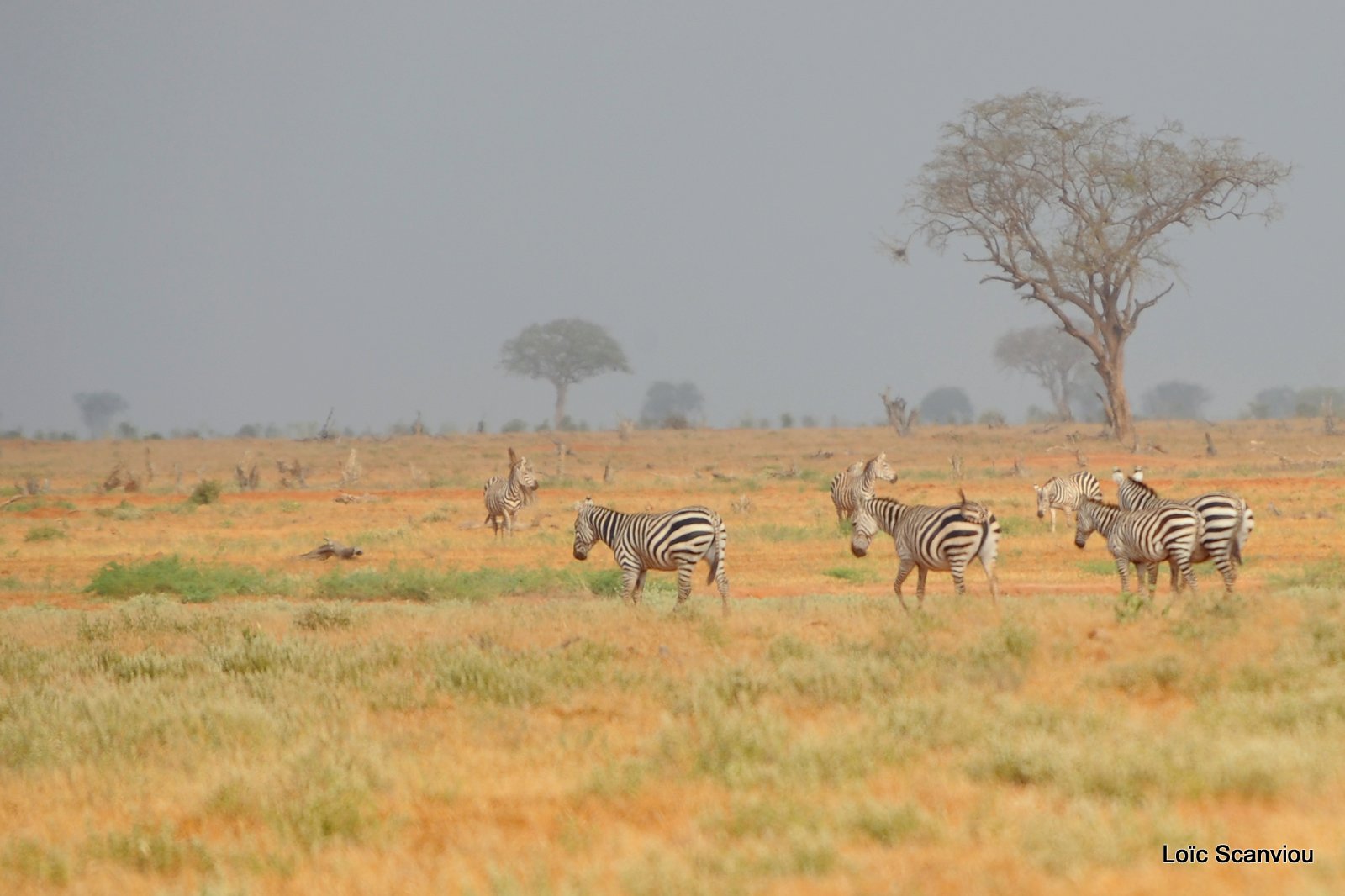 Zèbre/Zebra (7)