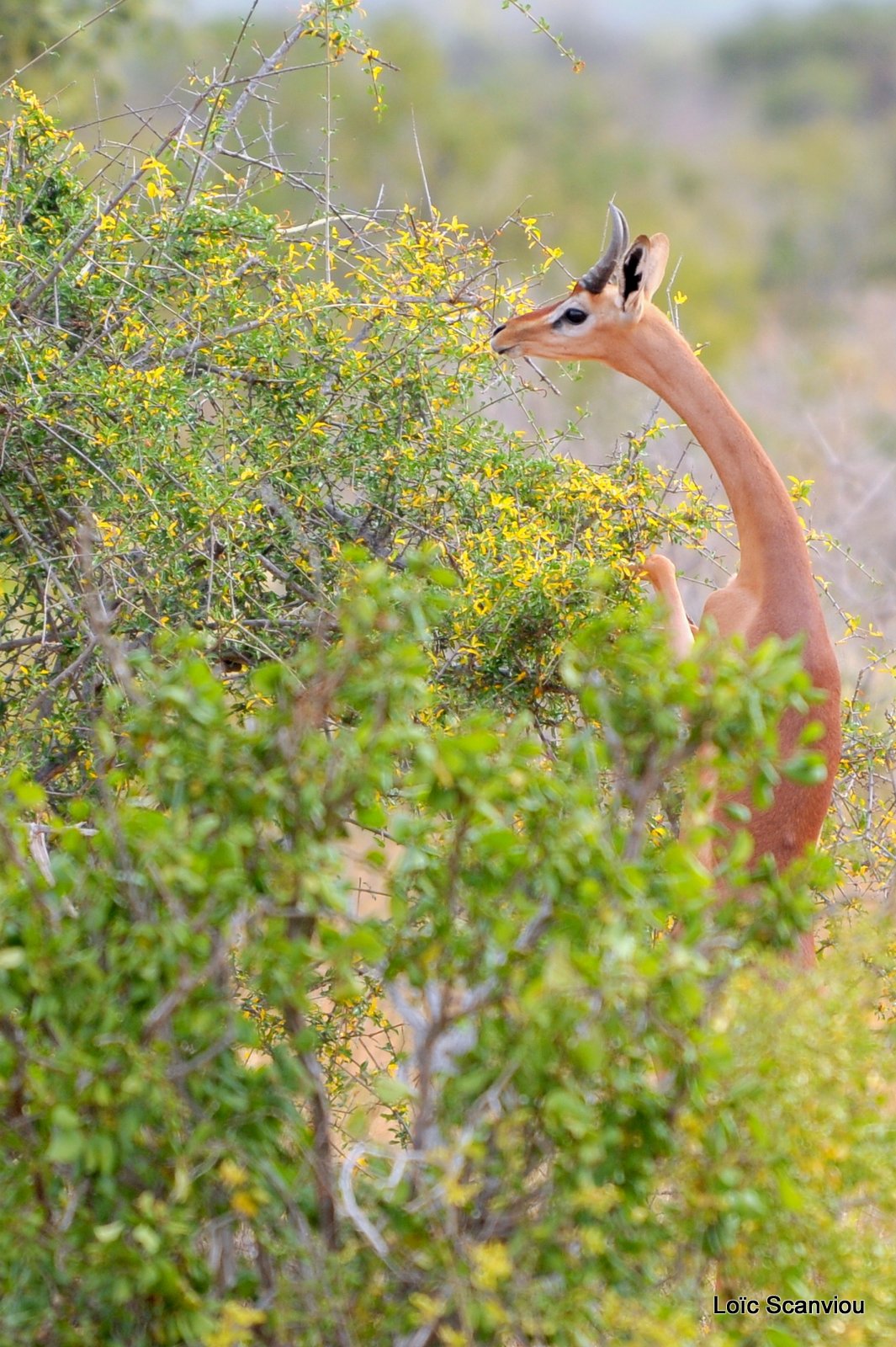 Gazelle de Waller/Gerenuk (2)