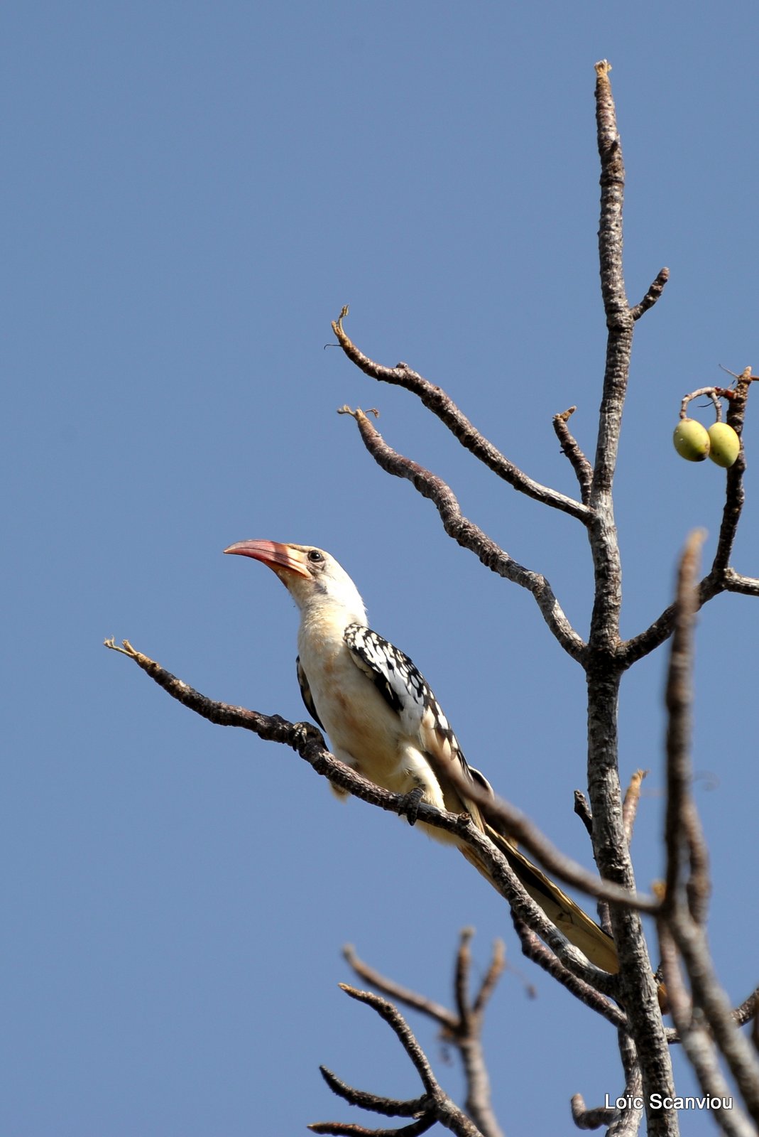 Calao à bec rouge/Red-billed Hornbill (1)