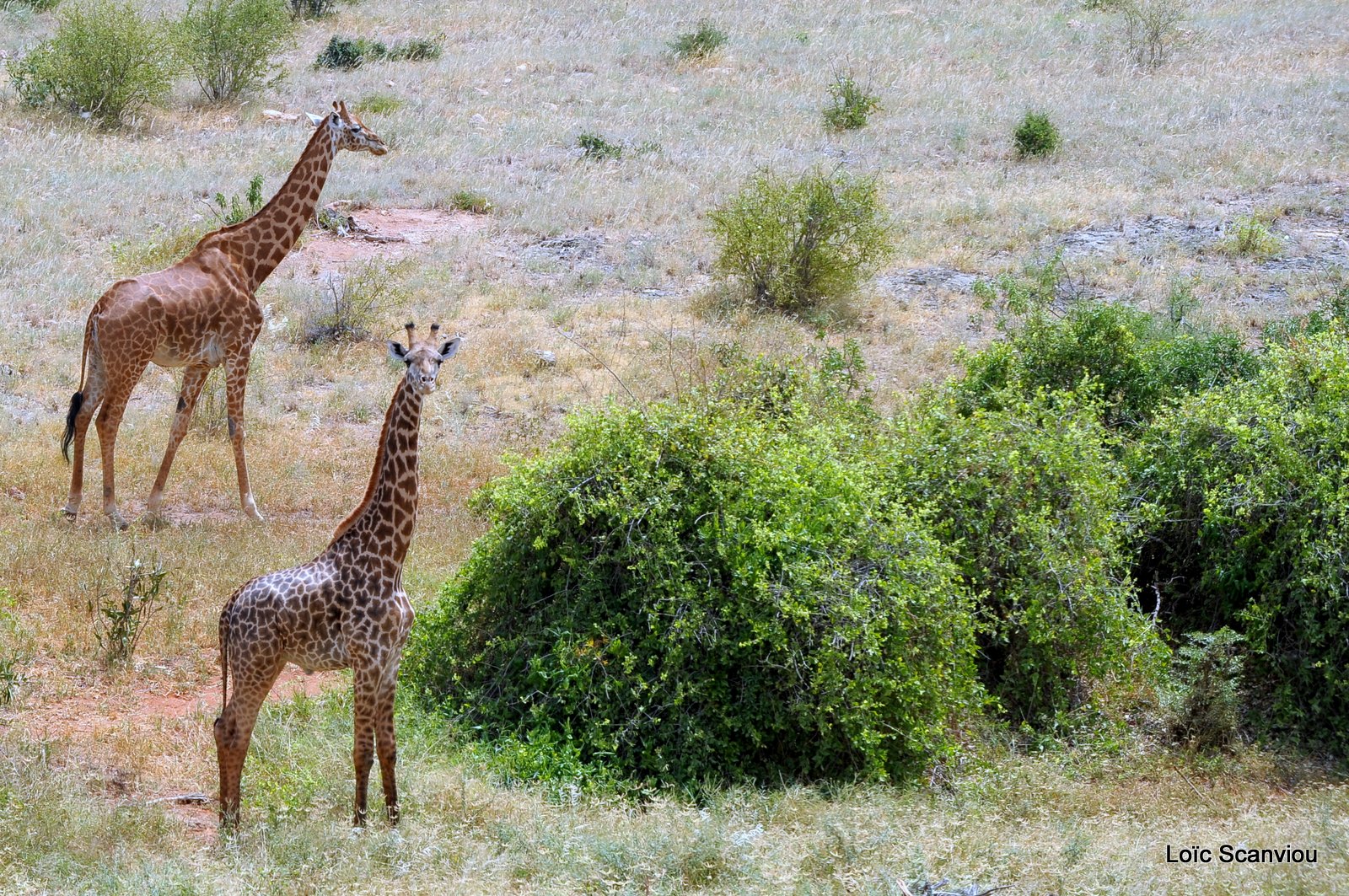 Girafe/Giraffe (1)