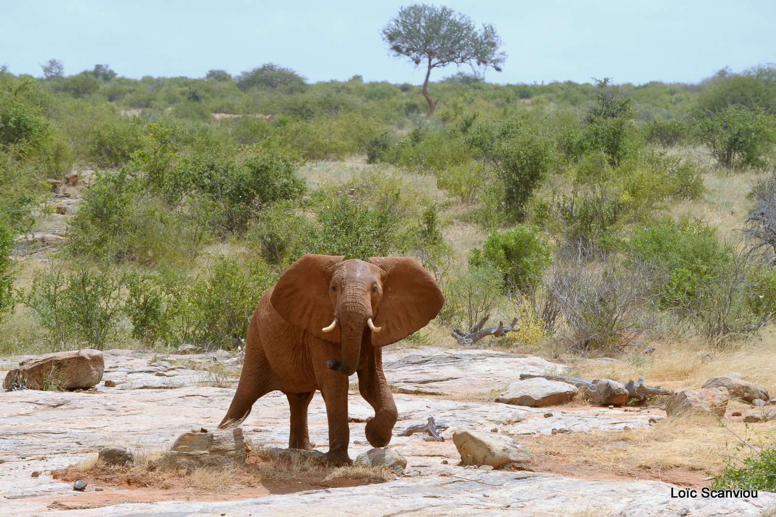 Eléphant (22)