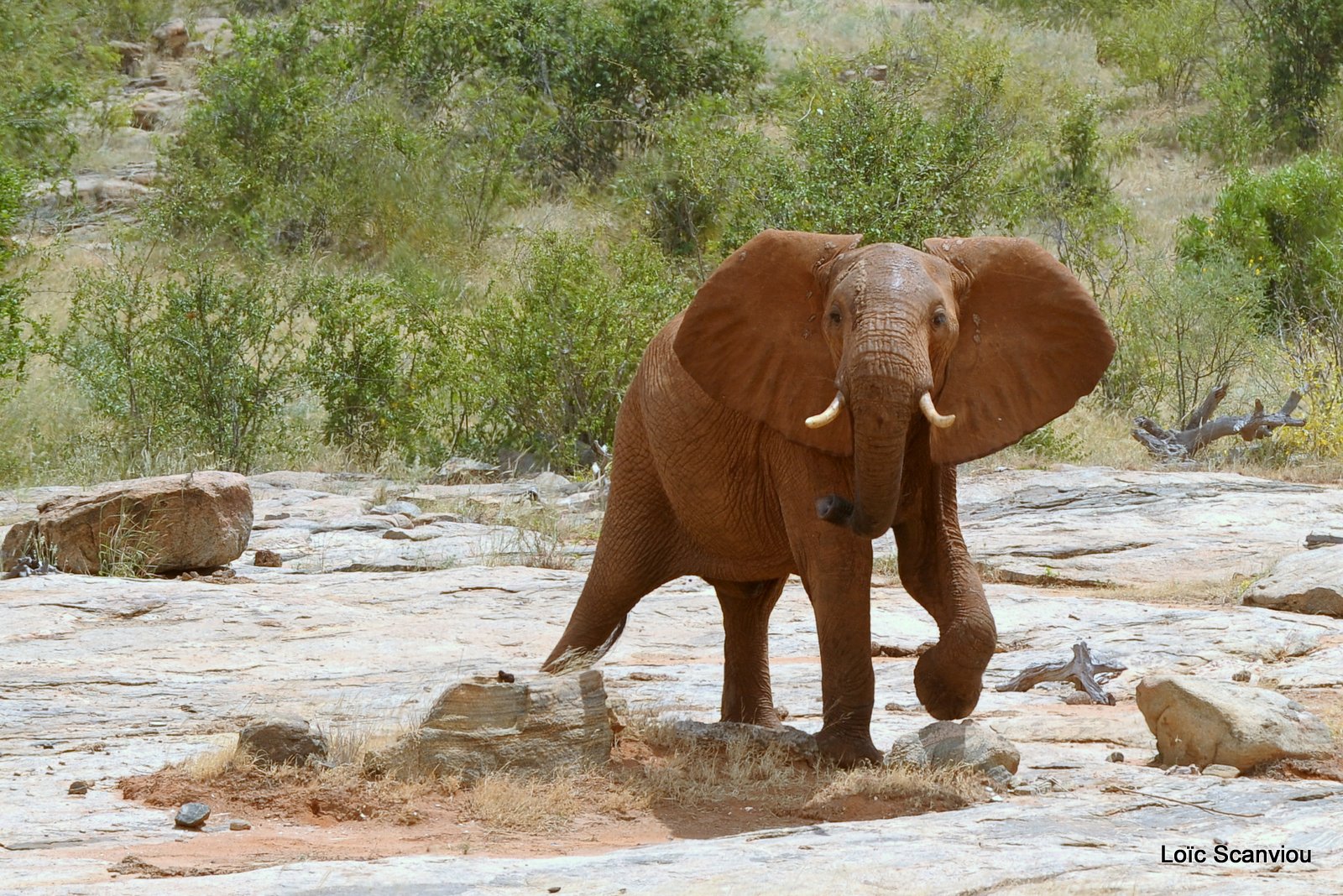 Eléphant (23)