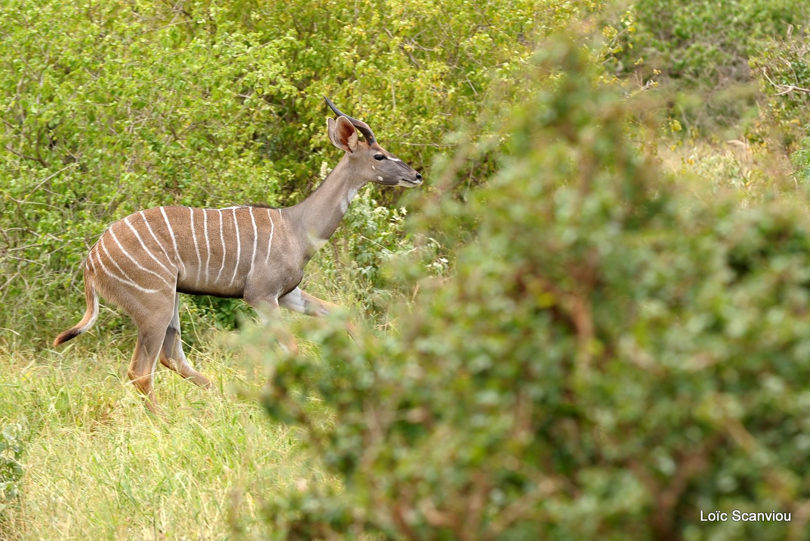 Petit Koudou/Lesser Kudu (1)