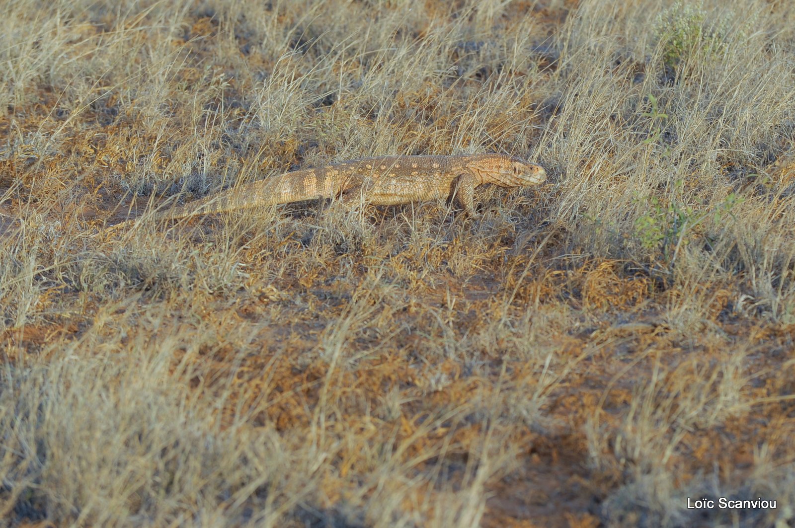 Varan des steppes d'Afrique orientale/White-throated Savanna Monitor (1)