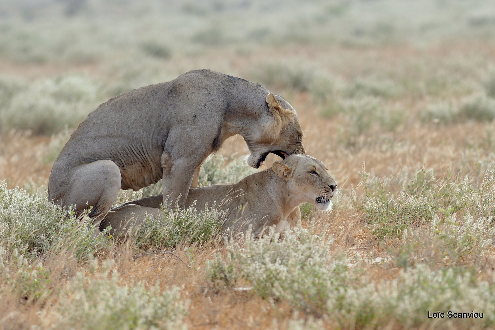 Lion (16)
