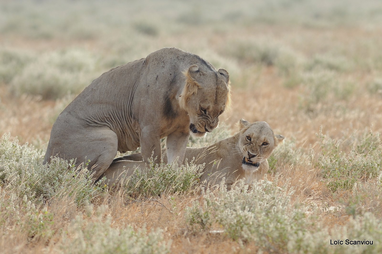 Lion (17)