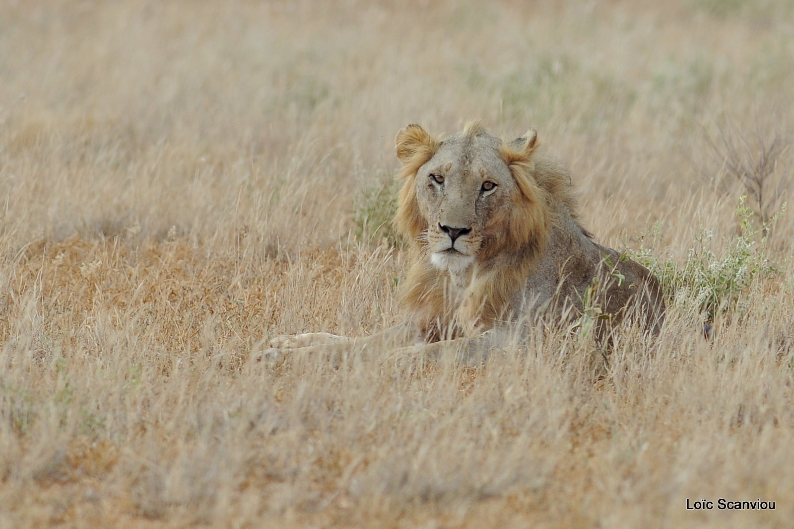 Lion (18)
