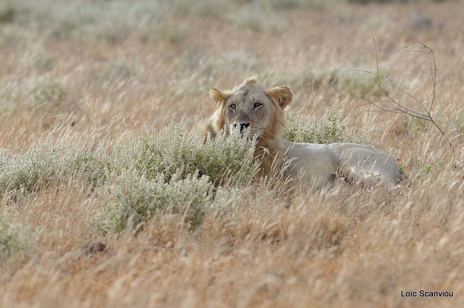 Lion (19)
