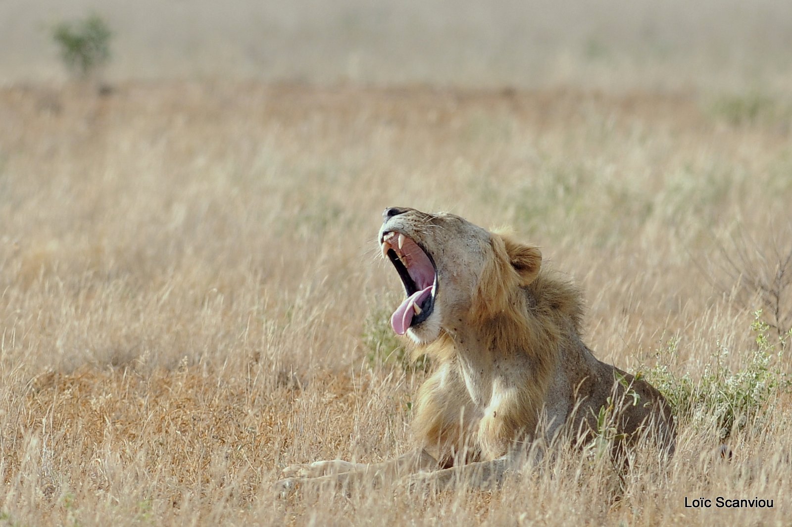 Lion (20)