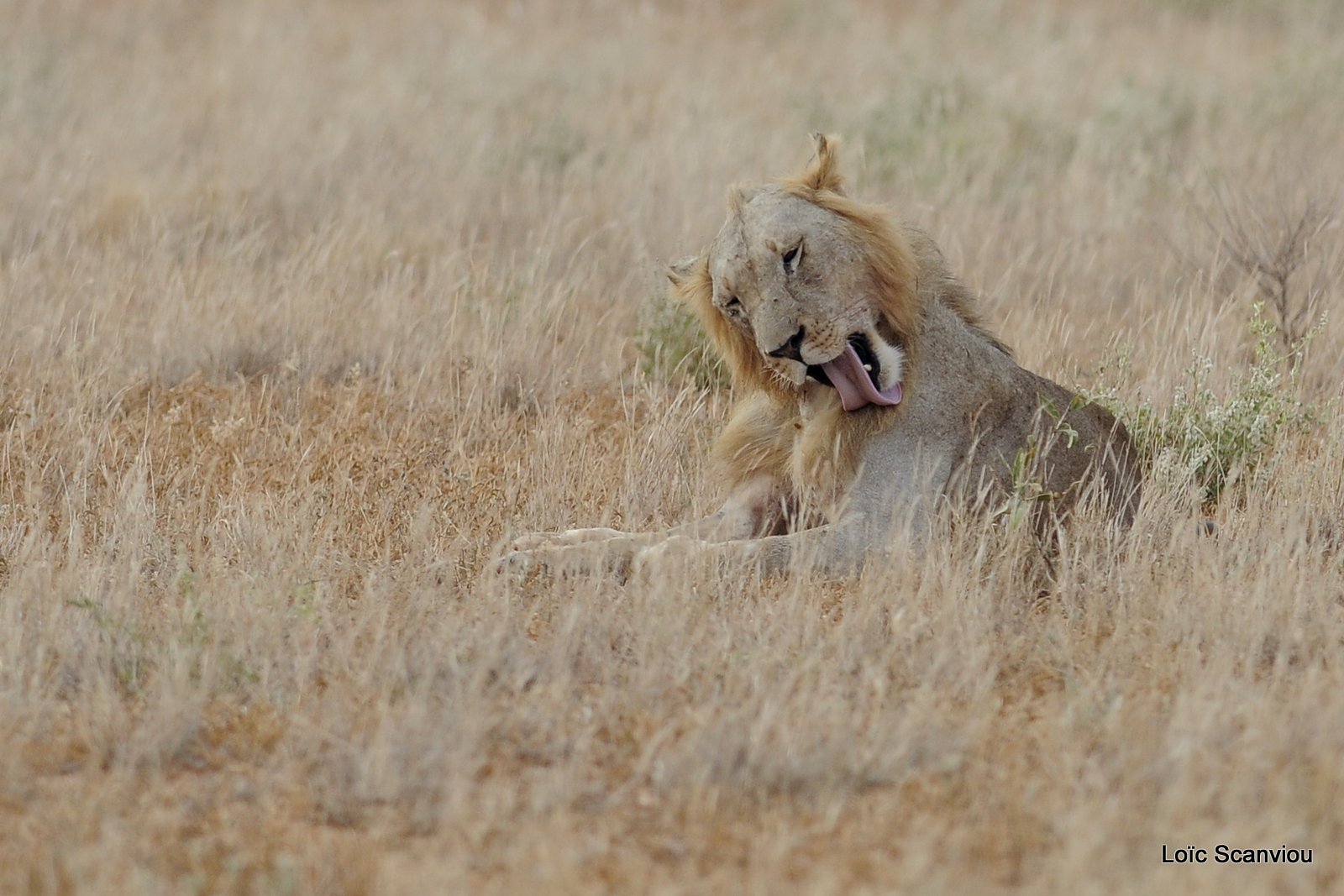 Lion (21)