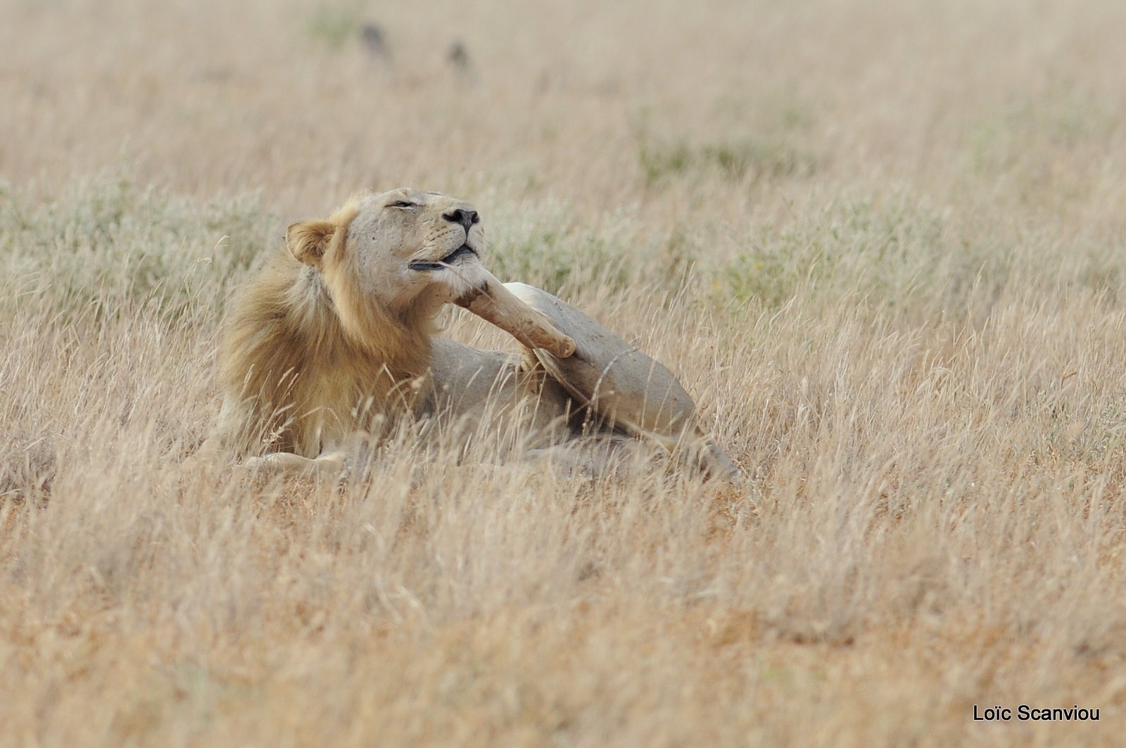 Lion (22)