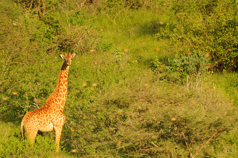 Tsavo West 2010 (103)