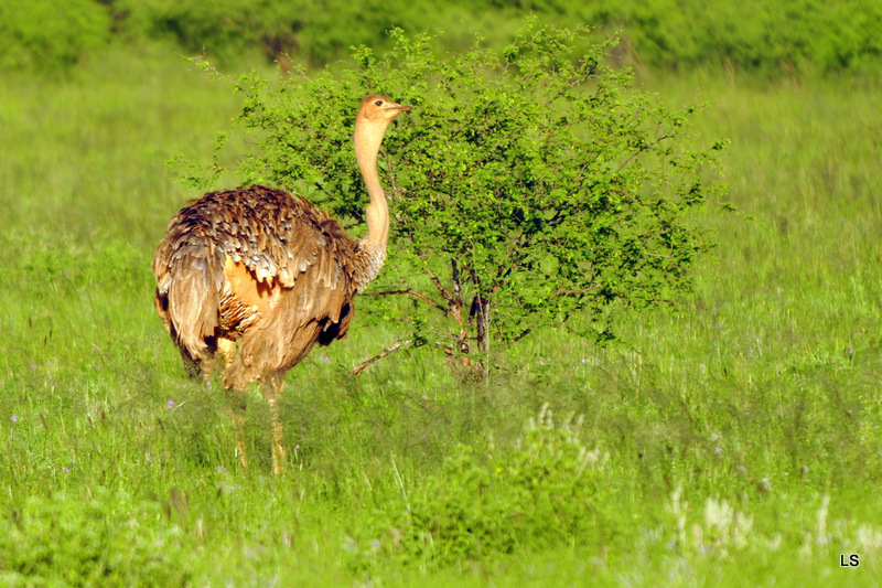 Autruche/Ostrich (1)