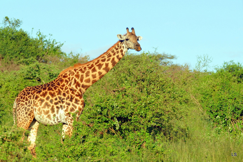 Girafe/Giraffe (8)