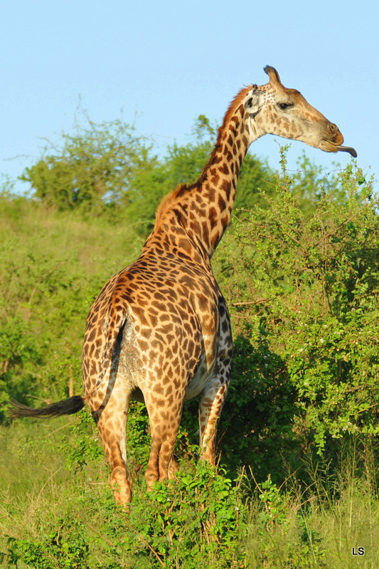 Girafe/Giraffe (9)