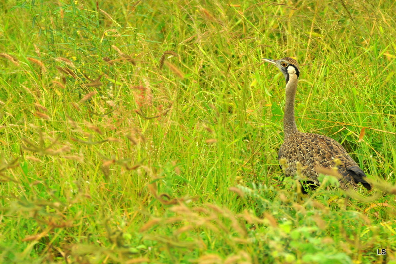 Outarde/Bustard (1)