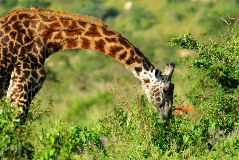 Girafe/Giraffe (17)