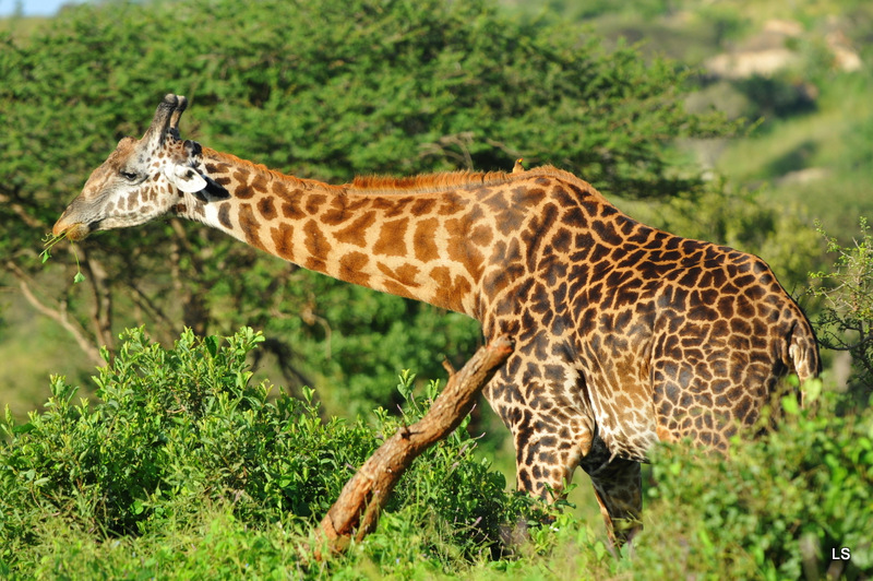 Girafe/Giraffe (18)