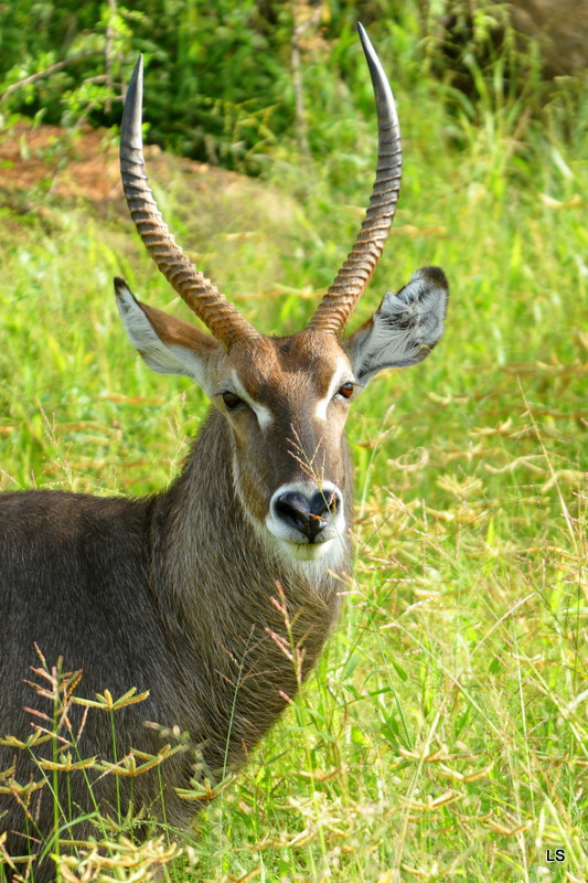 Cobe à croissant/Waterbuck (1)