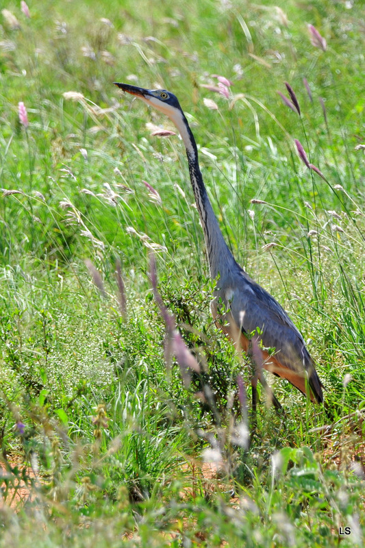 Héron mélanocéphale/Black-headed Heron (1)
