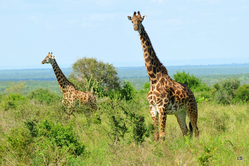 Girafe/Giraffe (19)