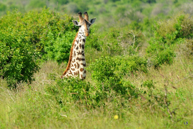 Girafe/Giraffe (20)