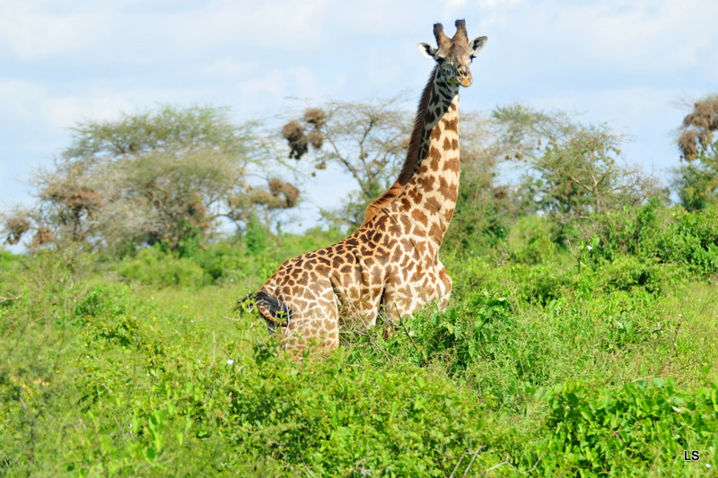 Girafe/Giraffe (21)