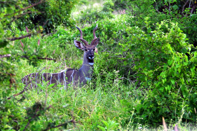 Petit Koudou/Lesser Kudu (1)