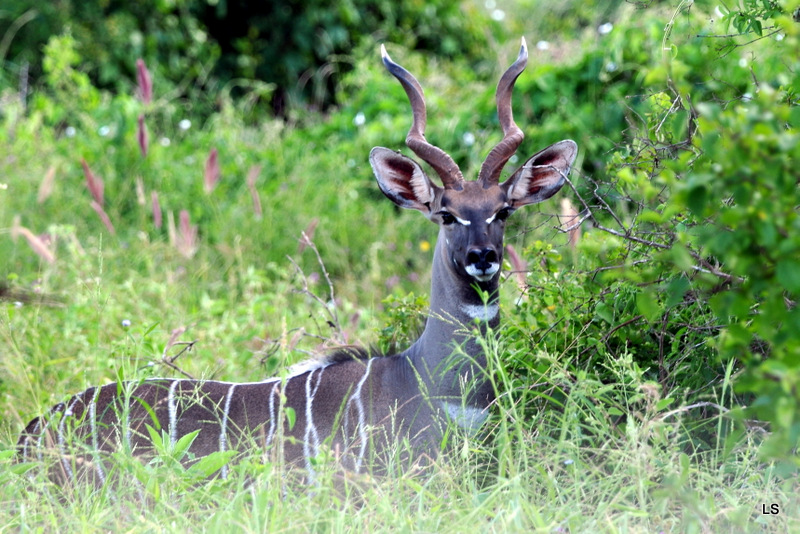 Petit Koudou/Lesser Kudu  (3)