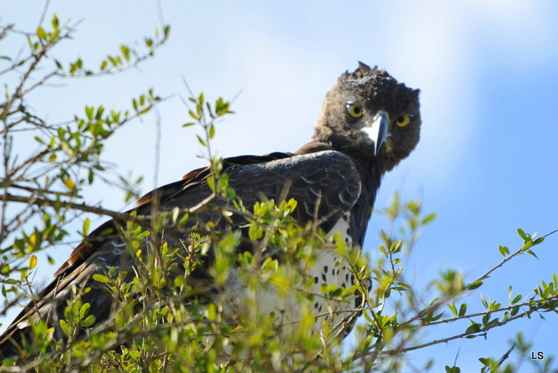 Aigle martial/Martial Eagle (1)