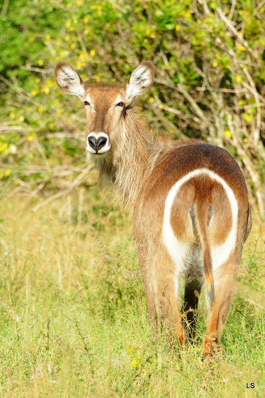 Cobe à croissant/Waterbuck (3)