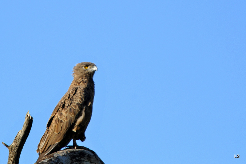 Circaète brun/Brown Snake-Eagle (1)