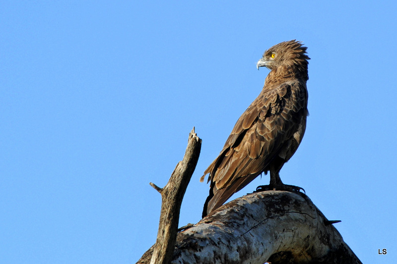 Circaète brun/Brown Snake-Eagle (2)