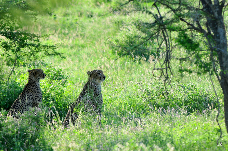 Guépard/Cheetah (1)