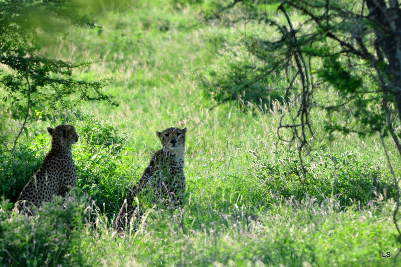 Guépard/Cheetah (2)