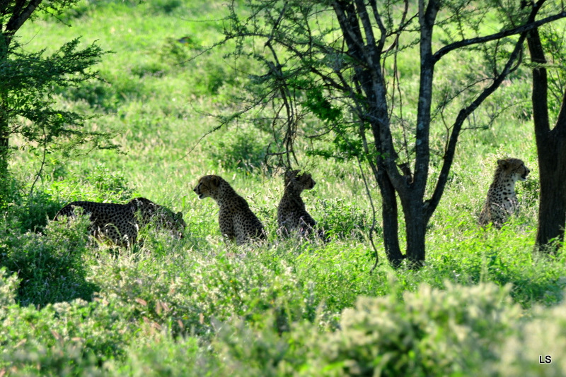 Guépard/Cheetah (5)