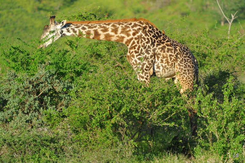 Girafe/Giraffe (5)