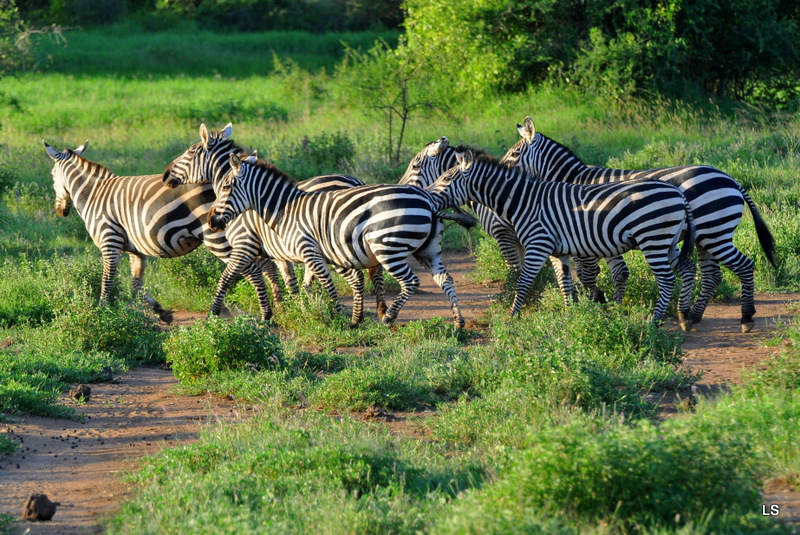 Zèbre/Zebra (3)