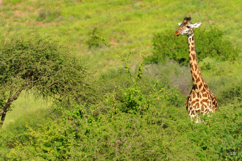 Girafe/Giraffe (1)