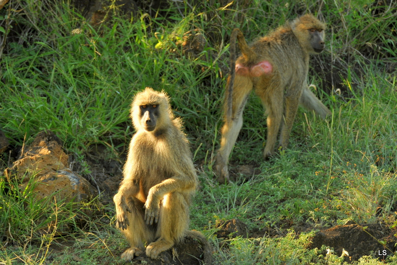  Babouin olive/Olive Baboon (2)