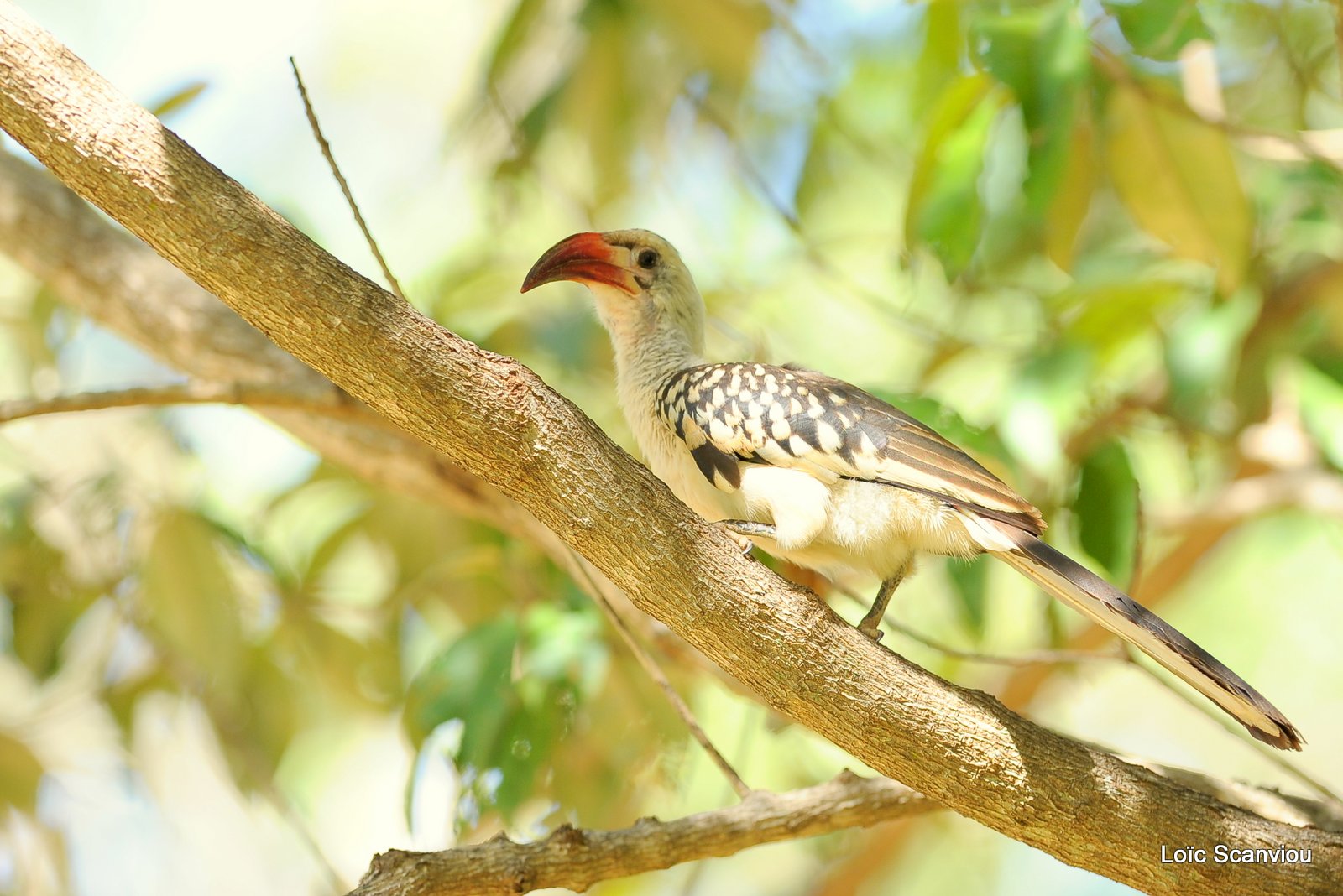 Calao à bec rouge/Red-billed Hornbill (1)