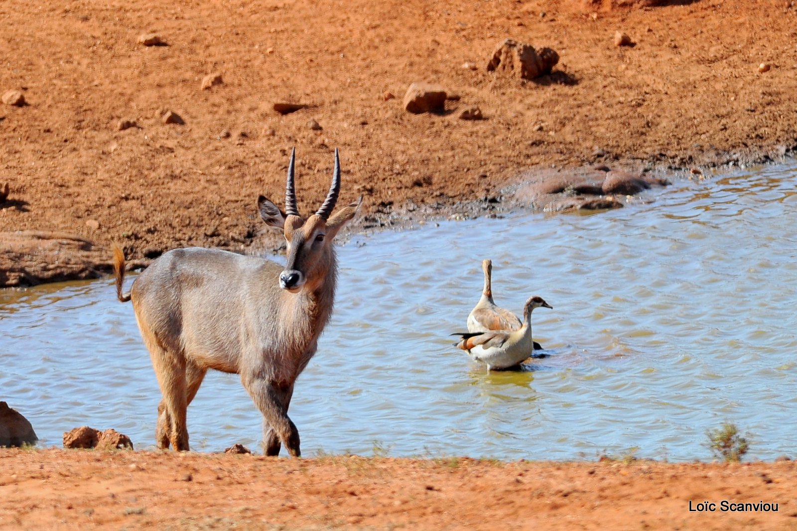 Cobe à croissant/Waterbuck (1)