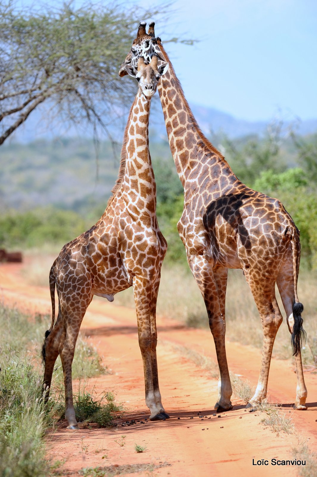 Girafe/Giraffe (5)