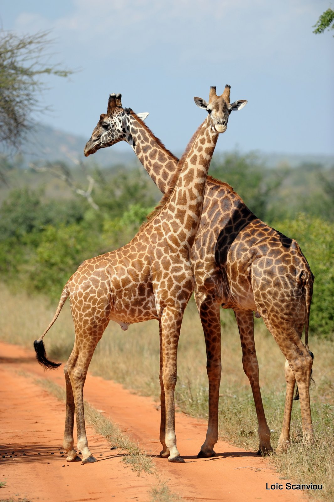 Girafe/Giraffe (6)