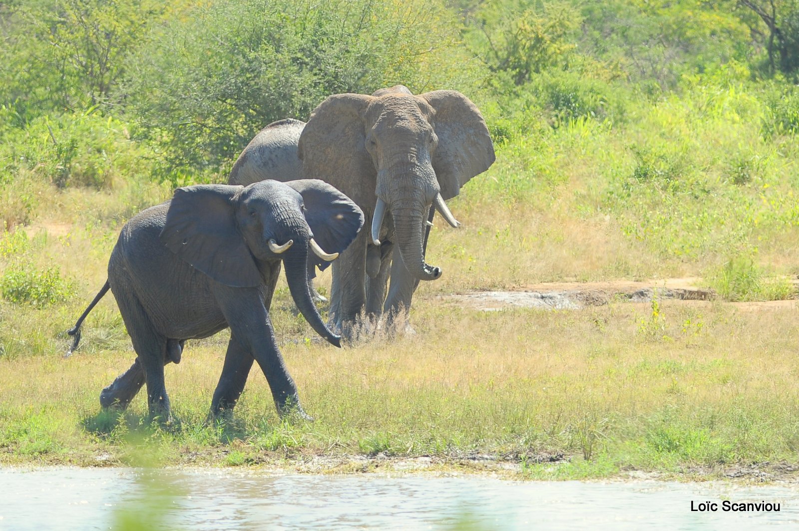 Eléphant (7)