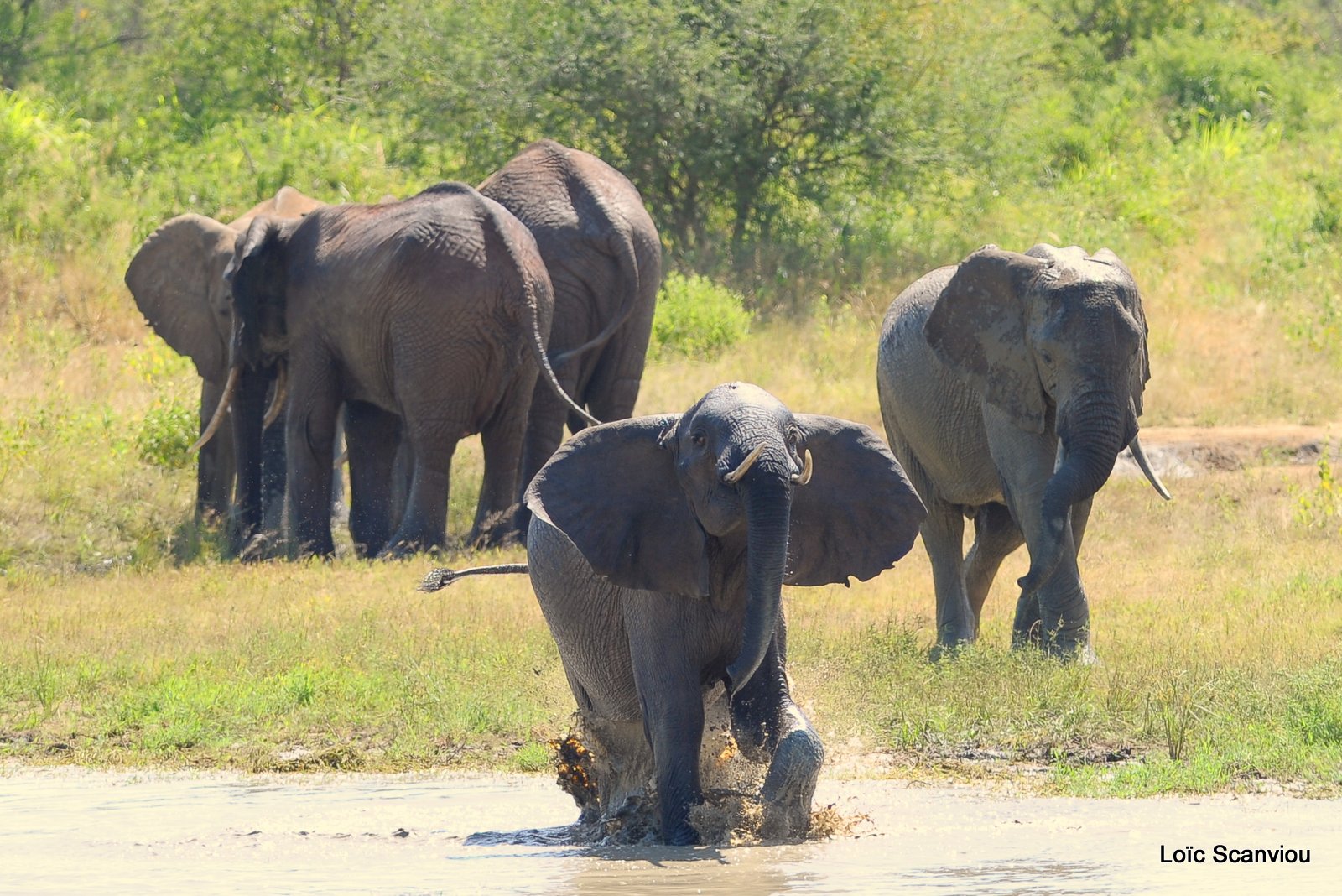Eléphant (9)