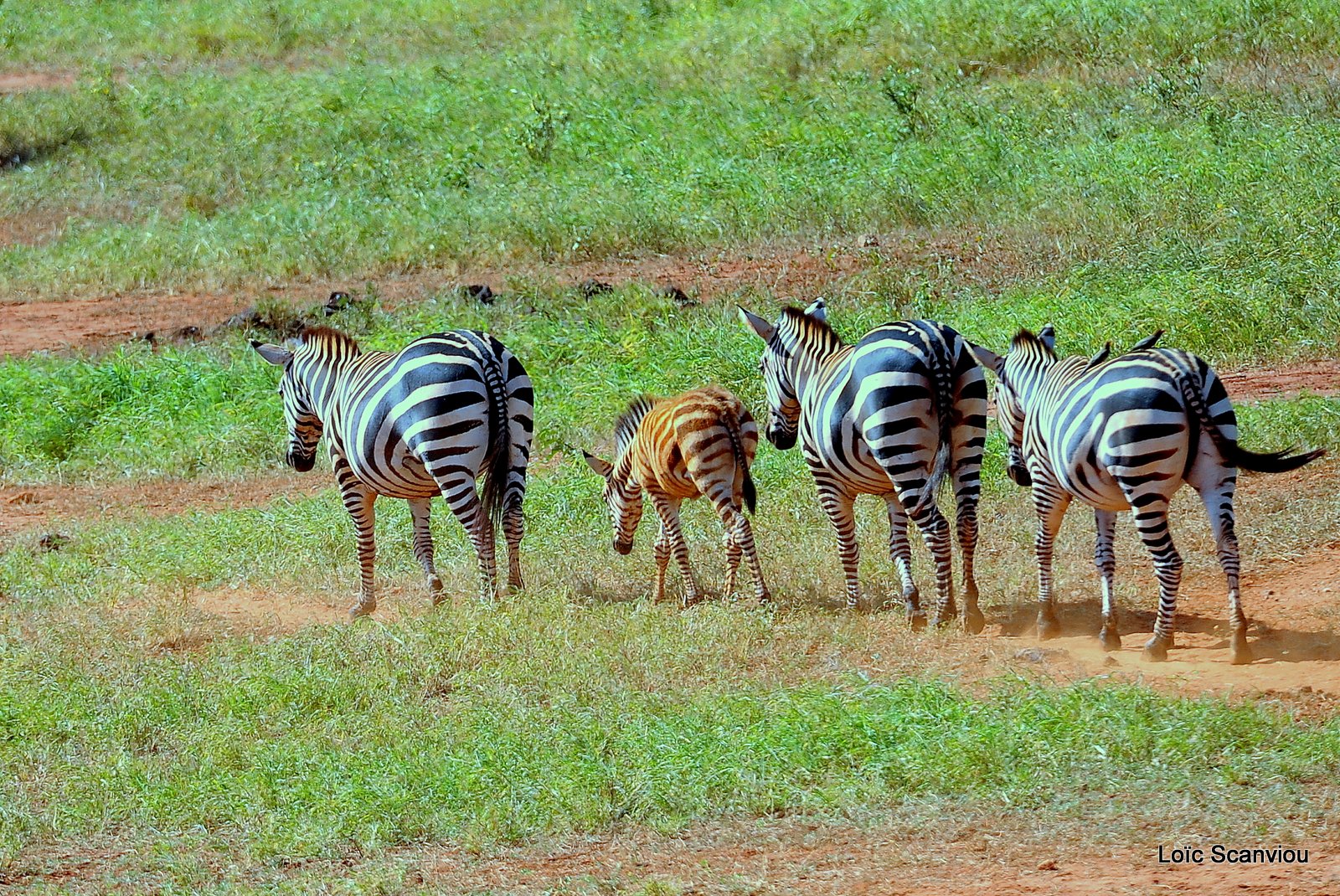 Zèbre/Zebra (3)