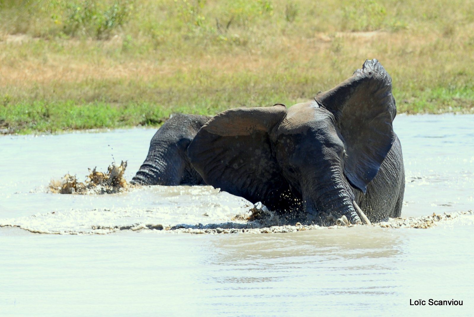 Eléphant (16)