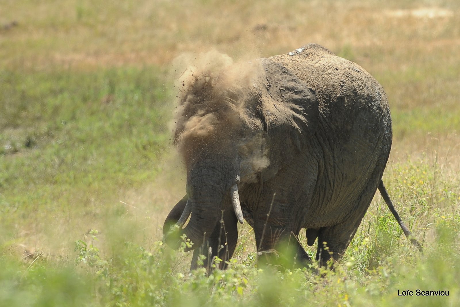 Eléphant (18)